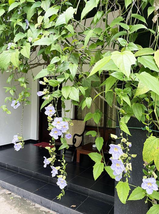 Dambulla Rock Arch Bed and Breakfast Exteriör bild
