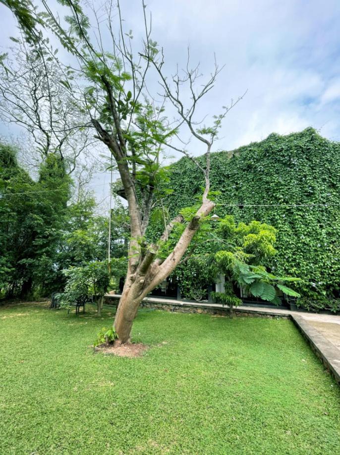 Dambulla Rock Arch Bed and Breakfast Exteriör bild