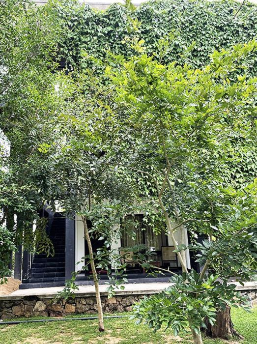 Dambulla Rock Arch Bed and Breakfast Exteriör bild